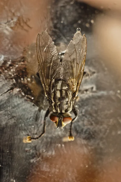Terk edilmiş bir arka plan üzerinde pis sinek — Stok fotoğraf