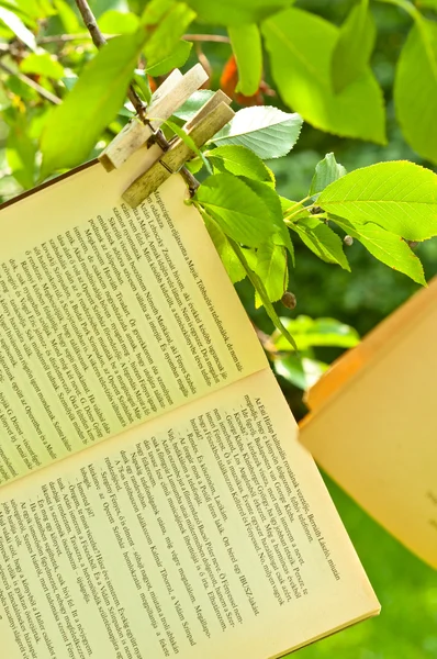 Παλιά βιβλία στα κλαδιά του κρέμονται ένα δέντρο — Φωτογραφία Αρχείου
