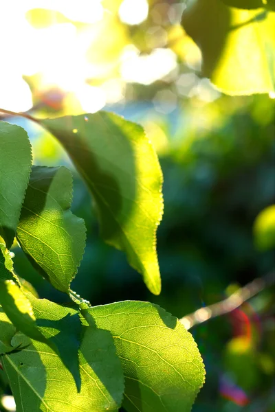 Fresh green leaves against blurry background — Stock Photo, Image