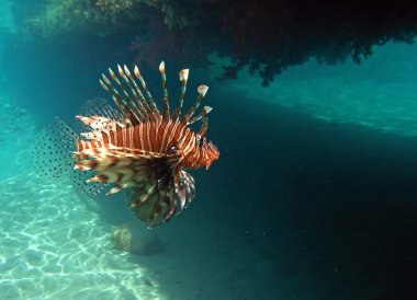 Red lion fish clipart