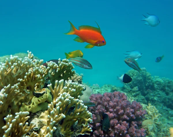 Vörös korall sügér (férfi) — Stock Fotó