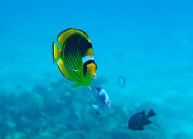 Kızıl deniz mercan kayalığı çapraz butterflyfish