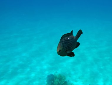 Three-spot dascyllus at the Red Sea coral reef clipart