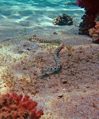 Kızıl deniz mercan kayalığı benekli yılan yılan balığı