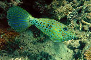 karalanmış filefish