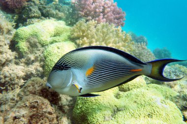 Sohal surgeonfish