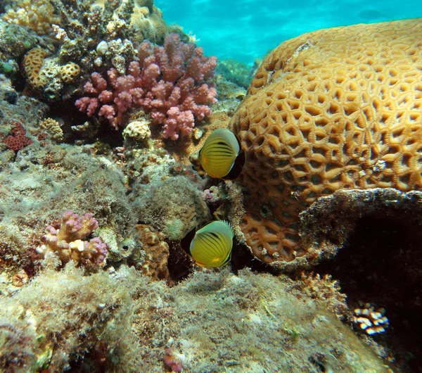 Arrecife de coral marino rojo — Foto de Stock