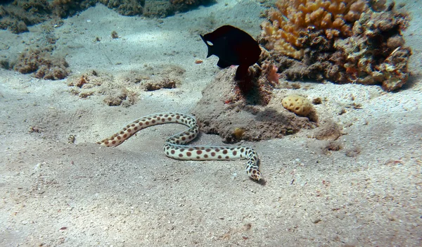 斑的蛇鳗 — 图库照片