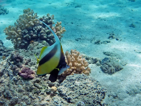 Peces bandera en el arrecife de coral del Mar Rojo — Foto de Stock