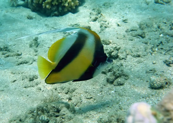 Banner fisk på Röda havets korallrev — Stockfoto