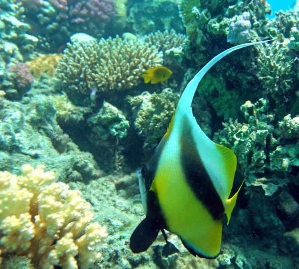 Banner ryb v korálové útesy Rudého moře — Stock fotografie