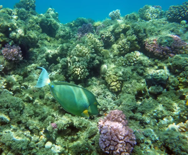 Kék-gerinc Egyszarvú hal, vörös-tengeri korall zátony — Stock Fotó