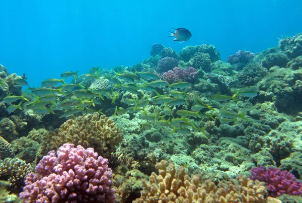 Red sea coral reef — Stock Fotó