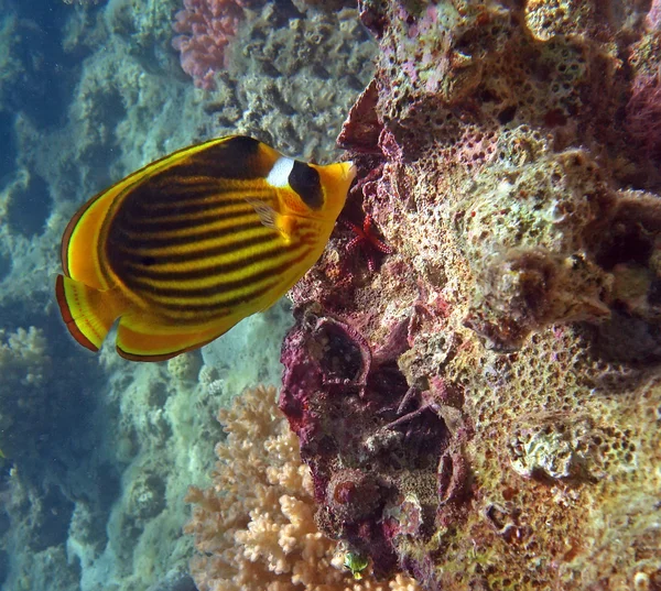 Çapraz butterflyfish — Stok fotoğraf