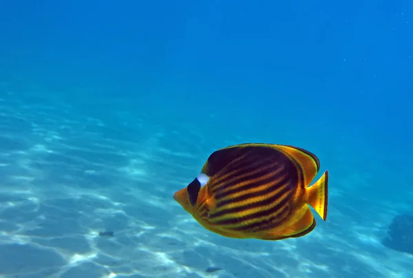 Diagonal Butterflyfish del arrecife de coral del Mar Rojo — Foto de Stock