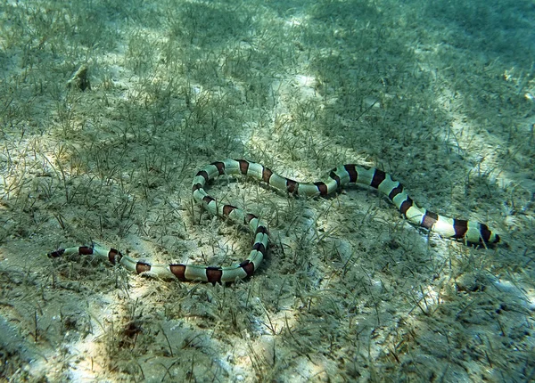Επιβαρύνονται φίδι Χέλι σε Ερυθρά θάλασσα κοραλλιογενών υφάλων — Φωτογραφία Αρχείου