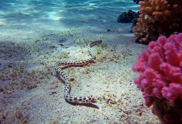 Spotted snake eel at the Red Sea coral reef — Stock Photo, Image