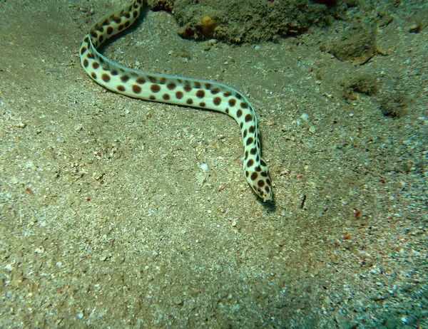 Kígyó angolna kiszúrták a red sea coral reef — Stock Fotó