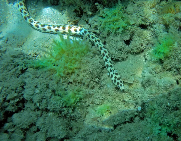 Gefleckter Schlangenaal am Korallenriff des Roten Meeres — Stockfoto