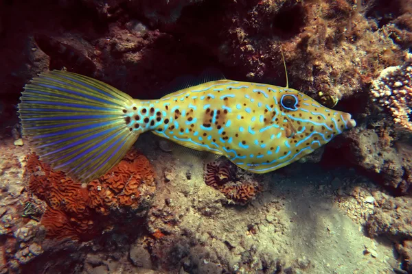 Klottrade filefish — Stockfoto