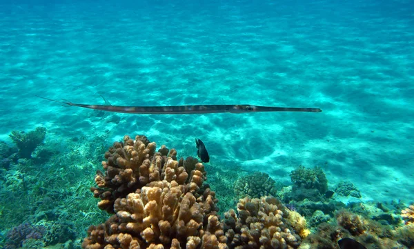 Blå Prickig kornett fisk vid Röda havets korallrev — Stockfoto