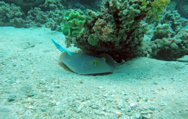 Bluespotted ribbontail ray op de rode zee koraal rif — Stockfoto