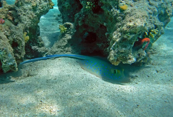 Луч синего хвоста на коралловом рифе Красного моря — стоковое фото