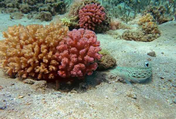 Skvrnitý sandperch na korálovém útesu — Stock fotografie