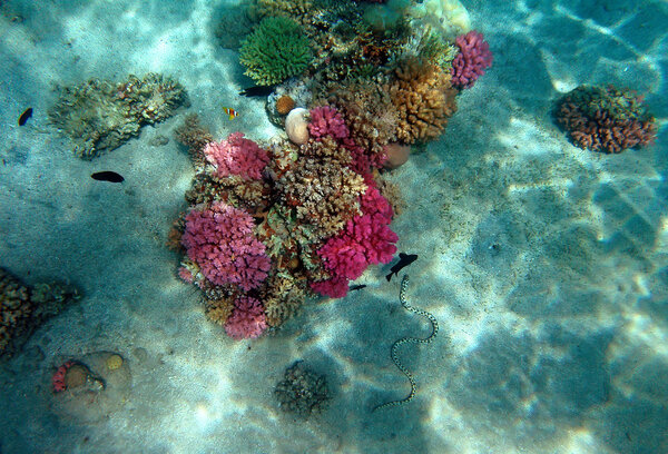 Красный морской коралловый риф

