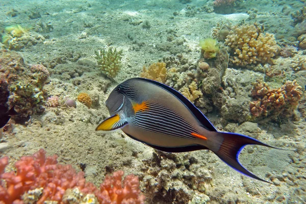 Marcel surgeonfish na korálové útesy Rudého moře — Stock fotografie