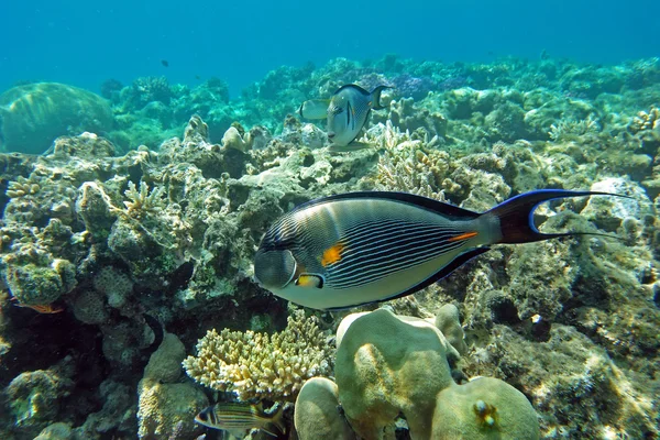 Sohal Surgeol-fish no recife de coral do mar vermelho — Fotografia de Stock