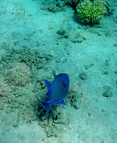 Peixe-gatilho marmoreado azul — Fotografia de Stock