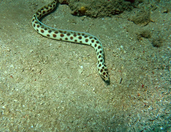 Плямистий змія вугор на кораловому рифі, Червоне море Ліцензійні Стокові Зображення