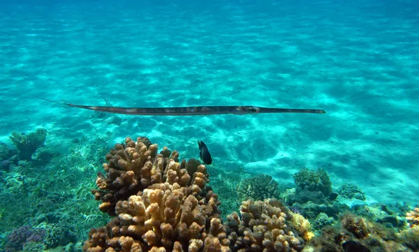 Blue-spotted cornet vis op de rode zee koraal rif Rechtenvrije Stockfoto's