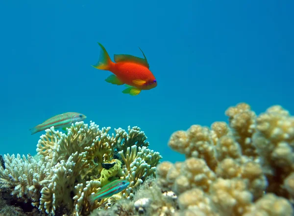Czerwony koral okoń — Zdjęcie stockowe