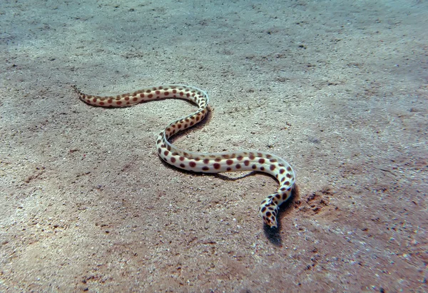 Fläckig orm ål Stockfoto
