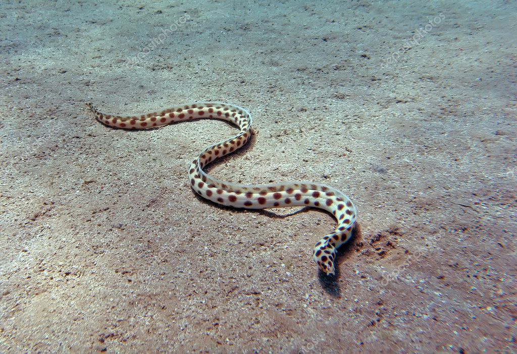 Spotted snake eel Stock Photo by ©Mikhailt 5786276