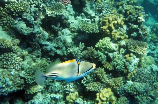 Cara azul Angelfish — Foto de Stock