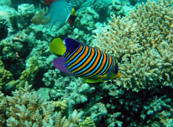 stock image Regal angel fish