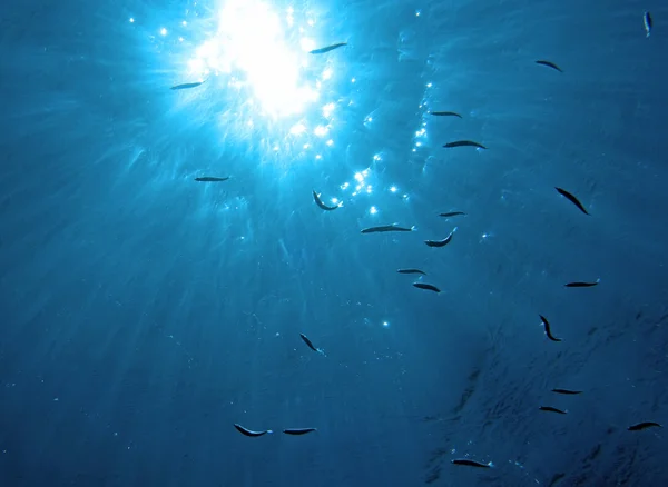 Luz solar subaquática com peixes Imagens Royalty-Free