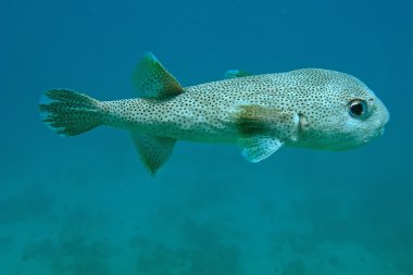 kirpi balığı