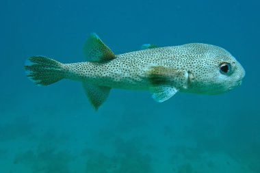 Porcupine fish clipart