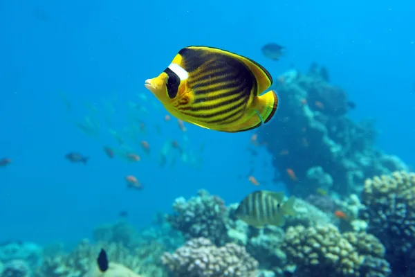 Diagonal Butterfly fish — Stock Photo, Image