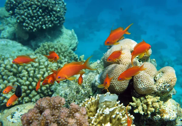 Poleiro de coral vermelho Fotografias De Stock Royalty-Free