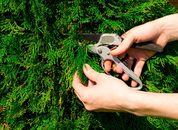 bush makas eller yeşil kesmek