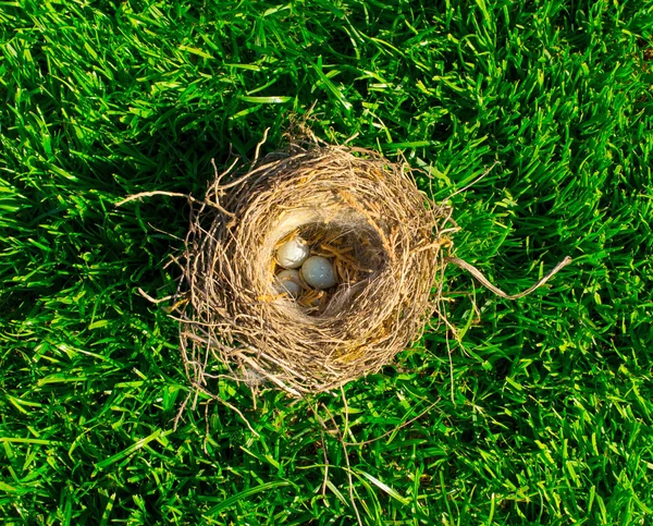 stock image The bird's nest with eggs on a green grass