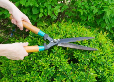 Hands are cut bush clippers clipart