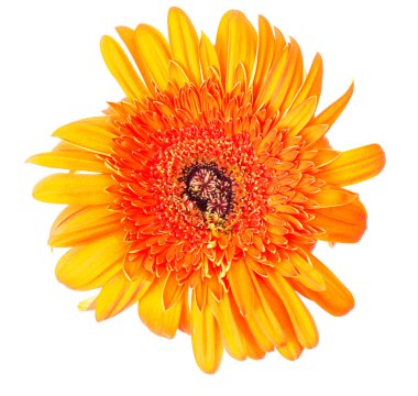 çiçek gerbera