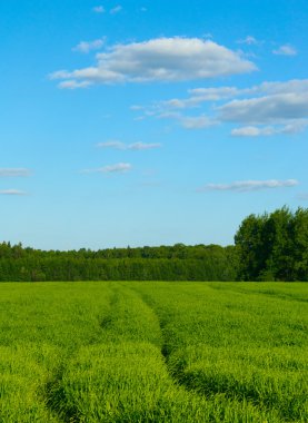 Track in the field against the blue sky clipart