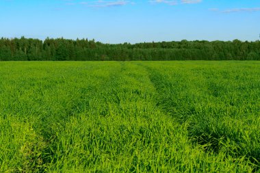 Track in the field against the blue sky clipart